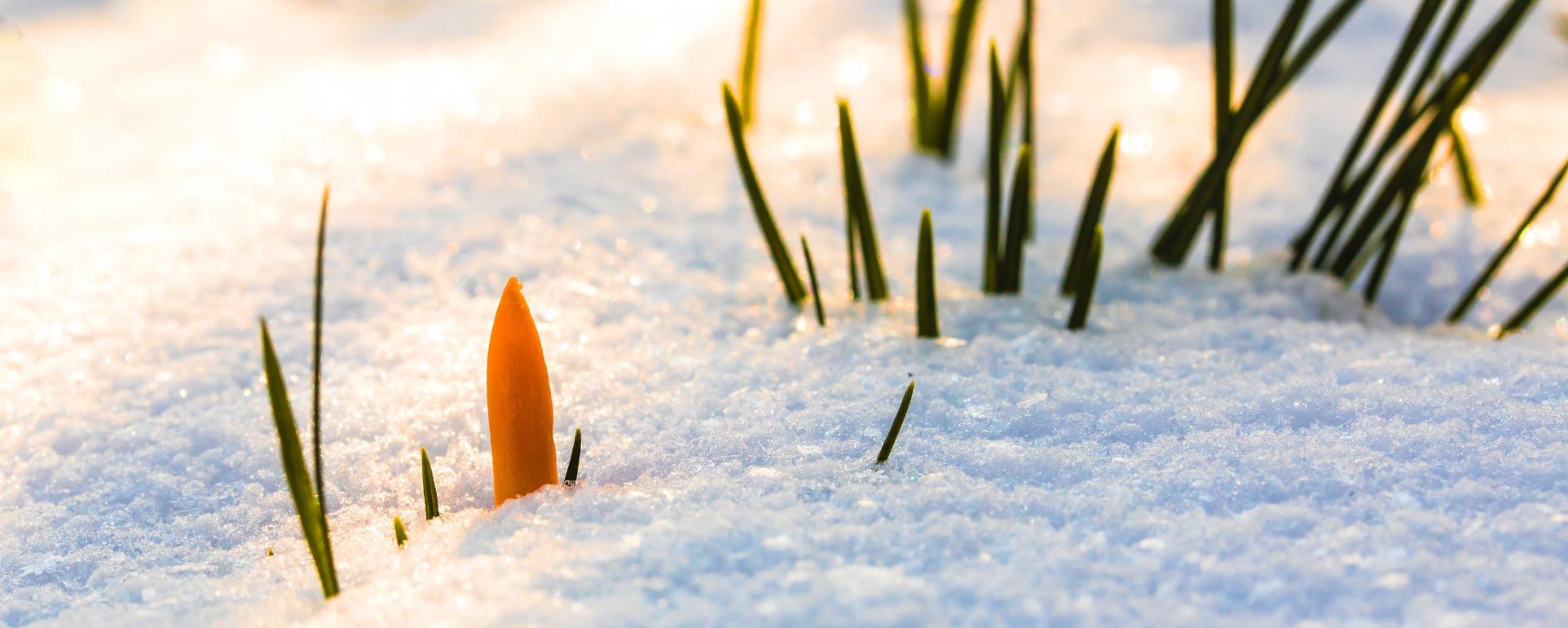 spring-awakening-3132154_by_myriams-fotos_pixabay_pfarrbriefservice (1)