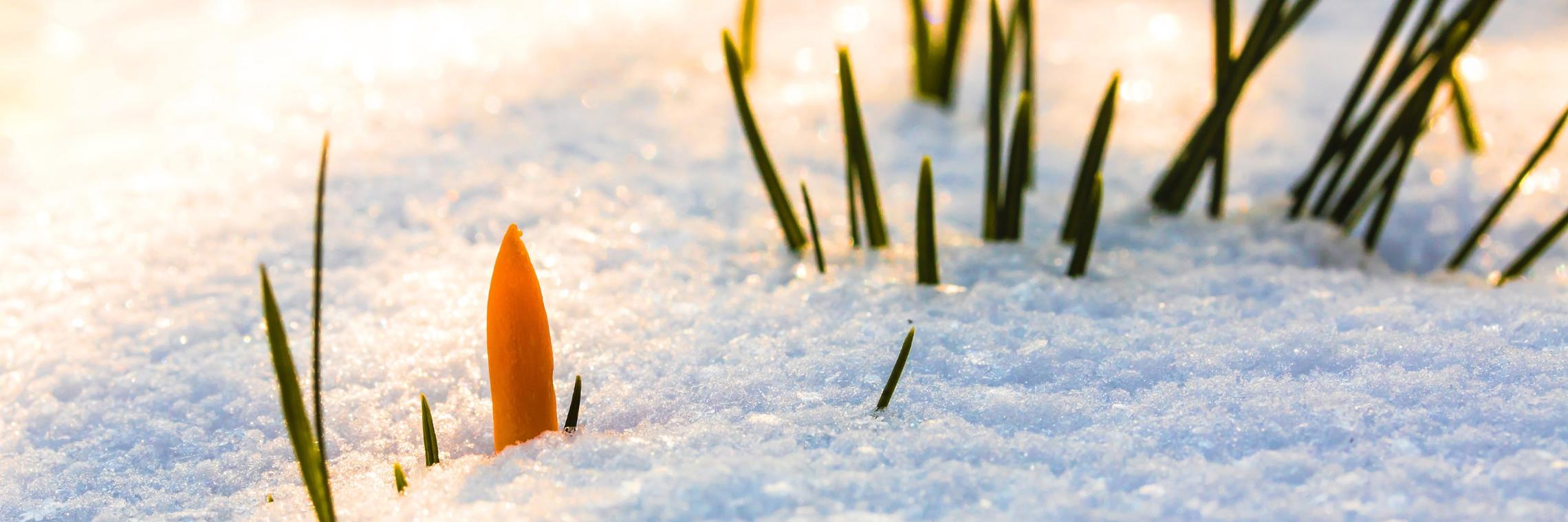 spring-awakening-3132154_by_myriams-fotos_pixabay_pfarrbriefservice (1)