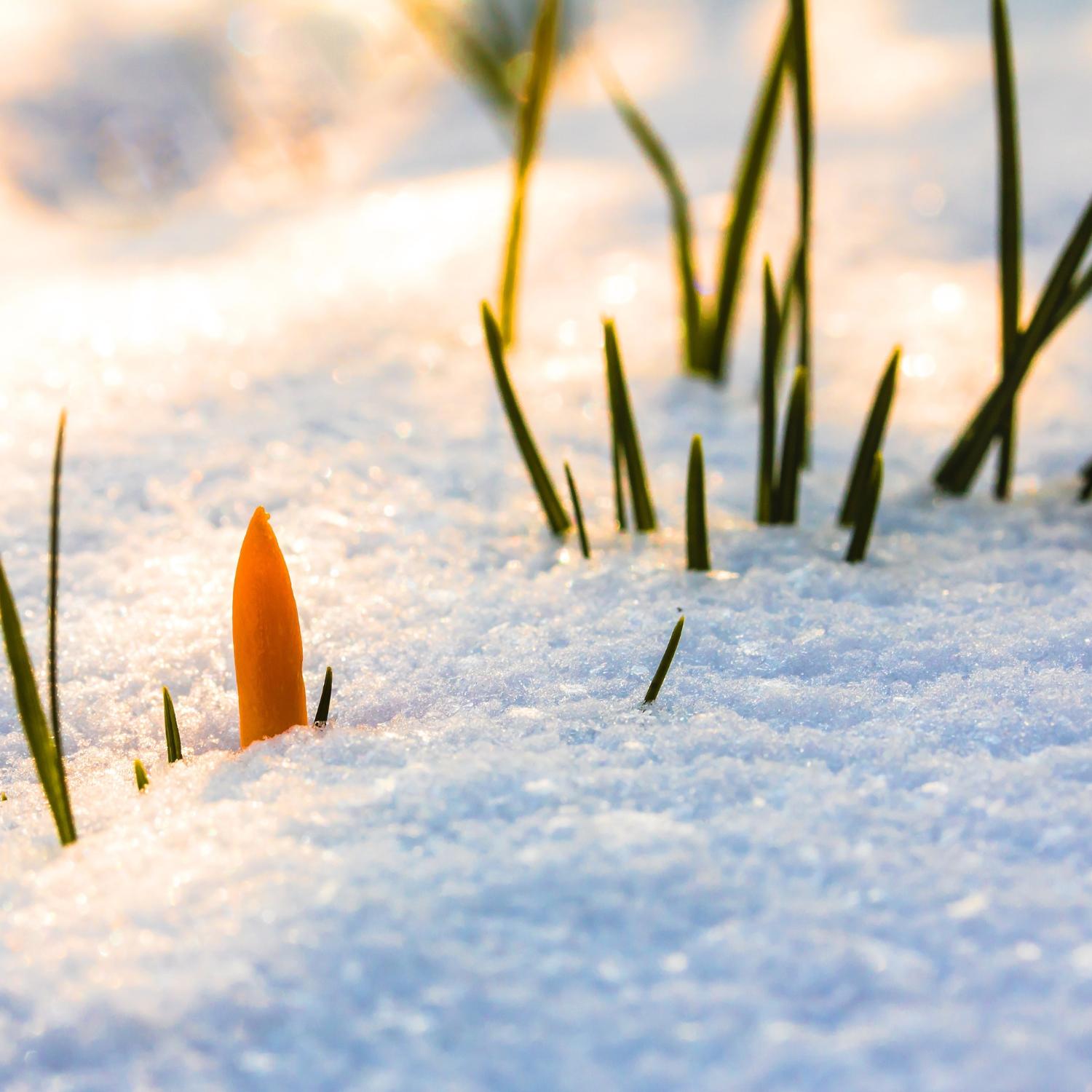 spring-awakening-3132154_by_myriams-fotos_pixabay_pfarrbriefservice (1)