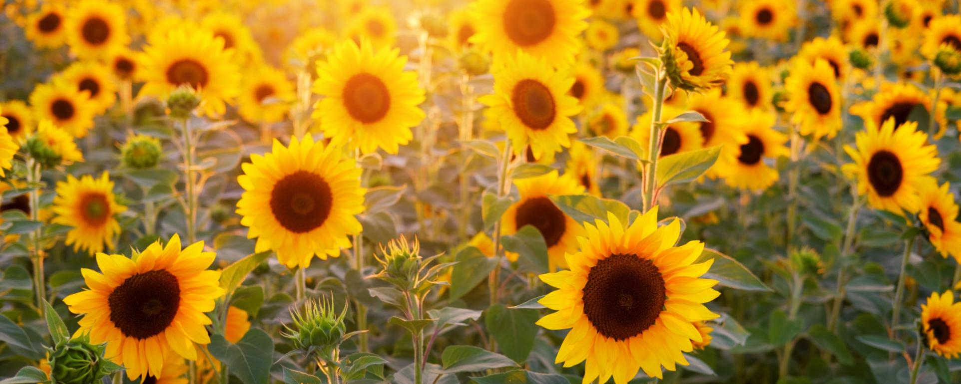 sunflower-3550693_by_Bru-nO_pixabay_pfarrbriefservice