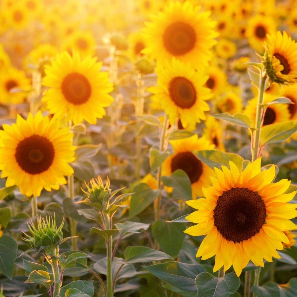 sunflower-3550693_by_Bru-nO_pixabay_pfarrbriefservice