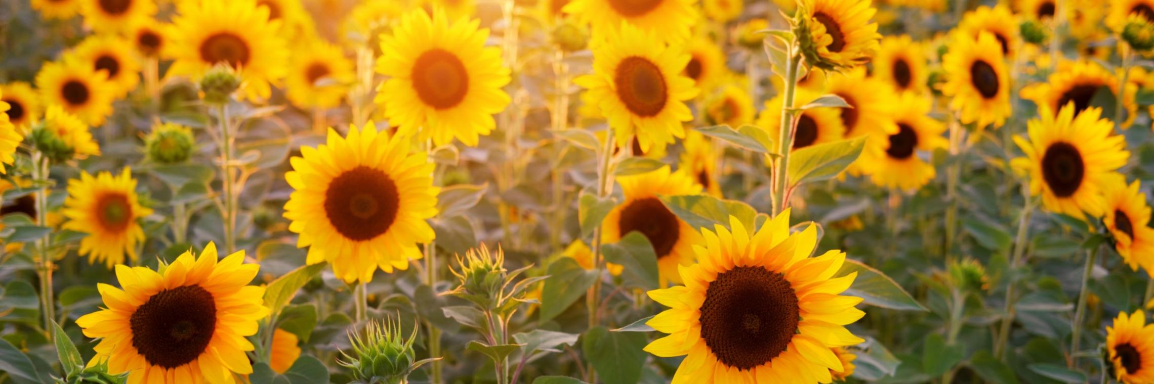 sunflower-3550693_by_Bru-nO_pixabay_pfarrbriefservice
