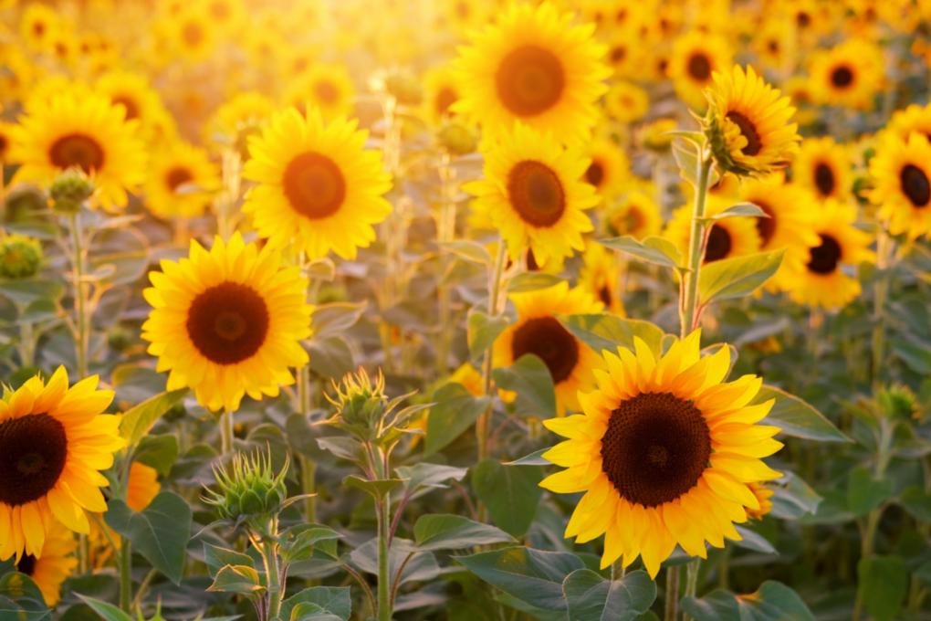 sunflower-3550693_by_Bru-nO_pixabay_pfarrbriefservice